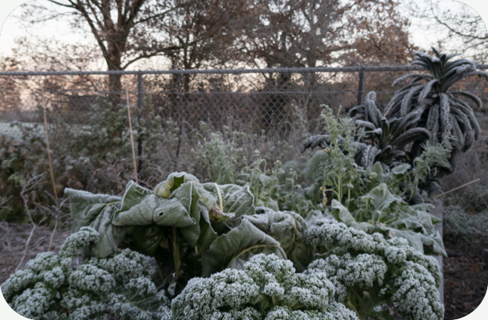 Zijn de IJsheiligen achterhaald?