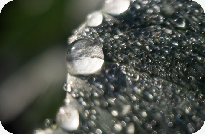Mythe ontkracht: hoe water geven in de zon planten echt beïnvloedt