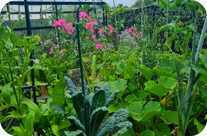 Polycultuur en combinatieteelt in de moestuin