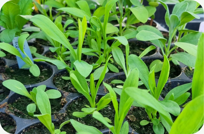 Wanneer kan je eenjarige bloemen voorzaaien? (deel 2)