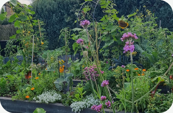 Combinatieteelt in de moestuin: waarom de internetlijstjes elkaar tegenspreken